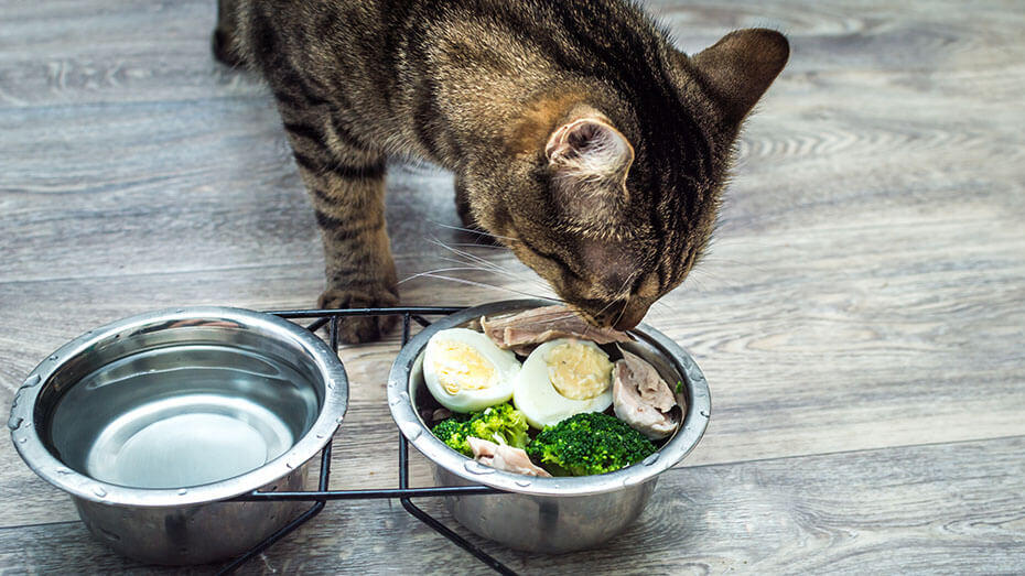 What's safe for cats hotsell to eat